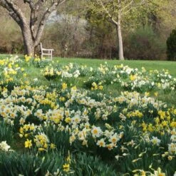 Professional's Naturalizing Daffodil Mix -Verdelyn Sales x600 21147