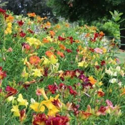Crescendo Daylily (Hemerocallis) Collection 7 Crescendo Daylily (Hemerocallis) Collection -Verdelyn Sales x600 21190
