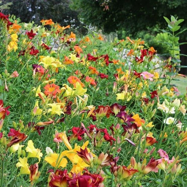 Crescendo Daylily (Hemerocallis) Collection 4 Crescendo Daylily (Hemerocallis) Collection - Image 4