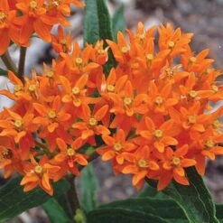 Asclepias Tuberosa -Verdelyn Sales x600 21198