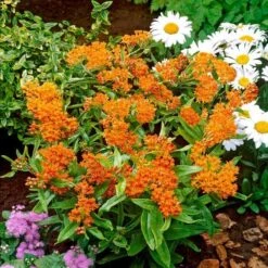 Asclepias Tuberosa -Verdelyn Sales x600 21199