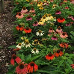 Echinacea 'Cheyenne Spirit' -Verdelyn Sales x600 21202