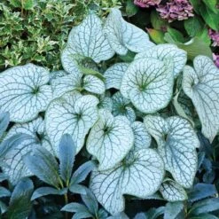 Brunnera Macrophylla 'Alexander's Great' -Verdelyn Sales x600 21218