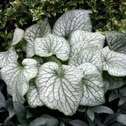 Brunnera Macrophylla 'Alexander's Great' -Verdelyn Sales x600 21219
