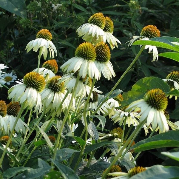 Echinacea Purpurea 'White Swan' 2 Echinacea Purpurea 'White Swan' - Image 2