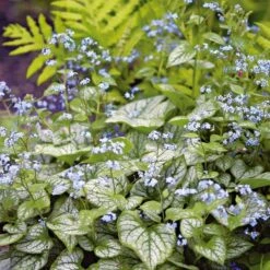 Brunnera Macrophylla 'Jack Frost' -Verdelyn Sales x600 21308