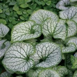 Brunnera Macrophylla 'Jack Frost' -Verdelyn Sales x600 21309