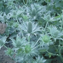 Eryngium Giganteum Miss Willmott's Ghost -Verdelyn Sales x600 21314