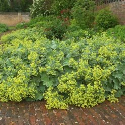 Alchemilla Mollis -Verdelyn Sales x600 21356