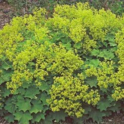 Alchemilla Mollis -Verdelyn Sales x600 21357