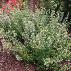 Calamintha Nepeta Subsp. Nepeta