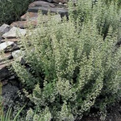 Calamintha Nepeta Subsp. Nepeta -Verdelyn Sales x600 21363