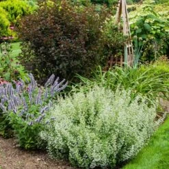 Calamintha Nepeta Subsp. Nepeta -Verdelyn Sales x600 21364