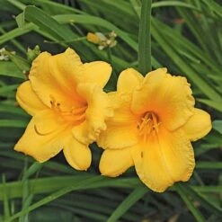 Hemerocallis (Daylily) 'Stella De Oro' - Reblooming -Verdelyn Sales x600 21410