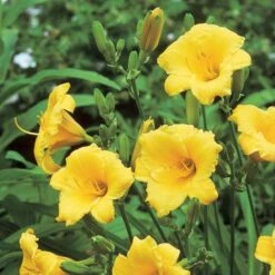 Hemerocallis (Daylily) 'Stella De Oro' - Reblooming -Verdelyn Sales x600 21411