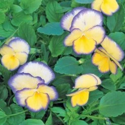 Viola 'Etain' -Verdelyn Sales x600 21414