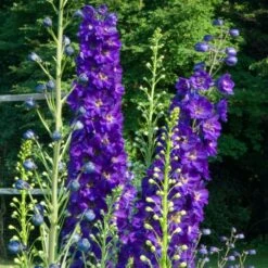 Delphinium Magic Fountains Strain -Verdelyn Sales x600 21444
