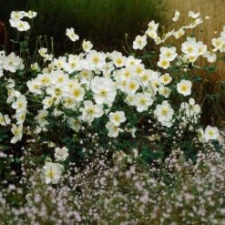 Anemone X Hybrida 'Honorine Jobert' -Verdelyn Sales x600 21458