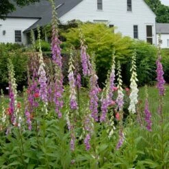 Digitalis Purpurea Excelsior Hybrids -Verdelyn Sales x600 21466