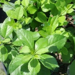 Compact Winterberry Duo -Verdelyn Sales x600 21471