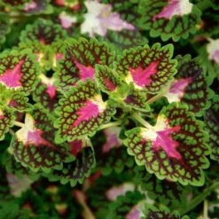 Hummingbird Annual Collection 23 Hummingbird Annual Collection -Verdelyn Sales x600 21473