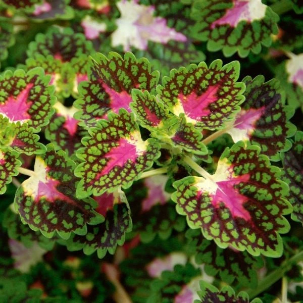 Hummingbird Annual Collection 10 Hummingbird Annual Collection - Image 10