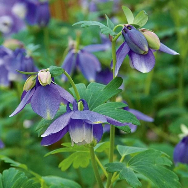 Aquilegia 'Blue Butterflies' 2 Aquilegia 'Blue Butterflies' - Image 2