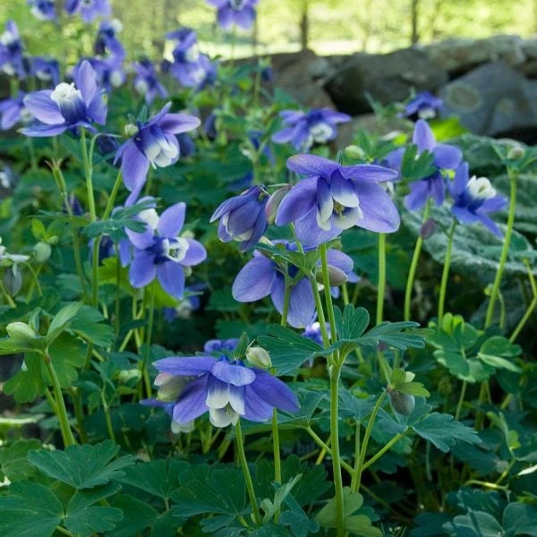 Aquilegia 'Blue Butterflies' 3 Aquilegia 'Blue Butterflies' - Image 3