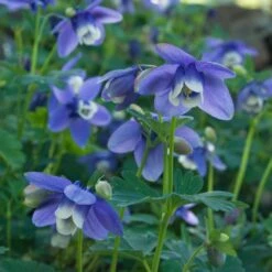 Aquilegia 'Blue Butterflies' 11 Aquilegia 'Blue Butterflies' -Verdelyn Sales x600 21479
