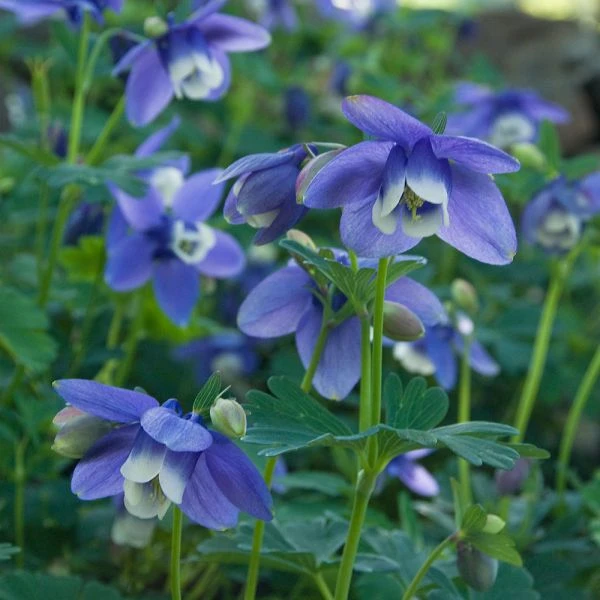 Aquilegia 'Blue Butterflies' 4 Aquilegia 'Blue Butterflies' - Image 4