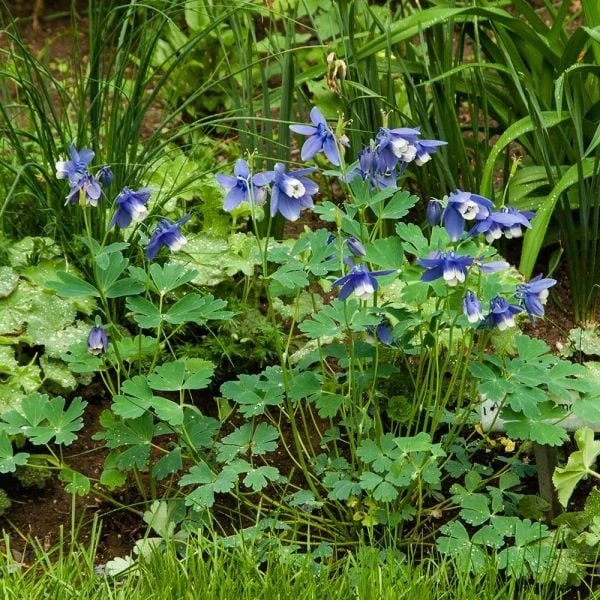 Aquilegia 'Blue Butterflies' 6 Aquilegia 'Blue Butterflies' - Image 6