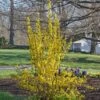 Forsythia X Intermedia Show Off®