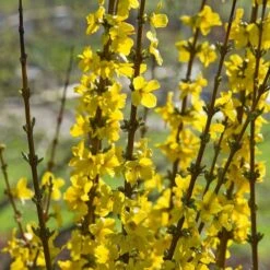 Forsythia X Intermedia Show Off® -Verdelyn Sales x600 21489