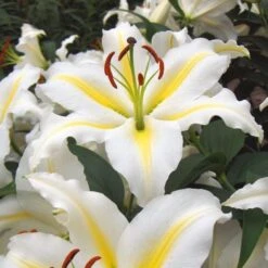 Extended-Season Lily Mix -Verdelyn Sales x600 21514