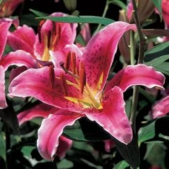 Extended-Season Lily Mix -Verdelyn Sales x600 21515