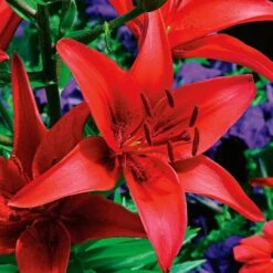 Extended-Season Lily Mix -Verdelyn Sales x600 21516