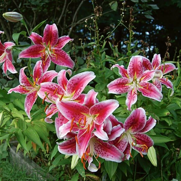 Lilium 'Stargazer' 1 Lilium 'Stargazer'