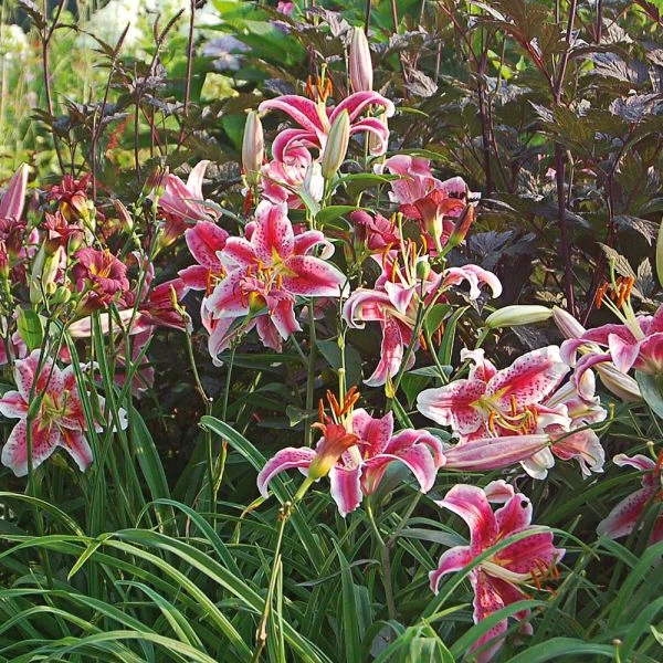 Lilium 'Stargazer' 2 Lilium 'Stargazer' - Image 2