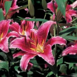 Lilium 'Stargazer' 8 Lilium 'Stargazer' -Verdelyn Sales x600 21522