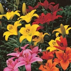 Lilium True Colors Mix For Naturalizing 13 Lilium True Colors Mix For Naturalizing -Verdelyn Sales x600 21523
