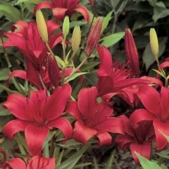 Lilium True Colors Mix For Naturalizing 14 Lilium True Colors Mix For Naturalizing -Verdelyn Sales x600 21524