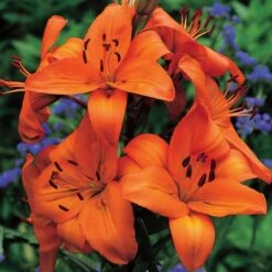 Lilium True Colors Mix For Naturalizing 15 Lilium True Colors Mix For Naturalizing -Verdelyn Sales x600 21525