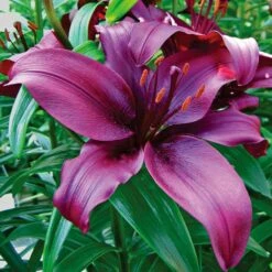 Lilium True Colors Mix For Naturalizing 17 Lilium True Colors Mix For Naturalizing -Verdelyn Sales x600 21527