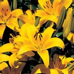 Lilium True Colors Mix For Naturalizing 18 Lilium True Colors Mix For Naturalizing -Verdelyn Sales x600 21528