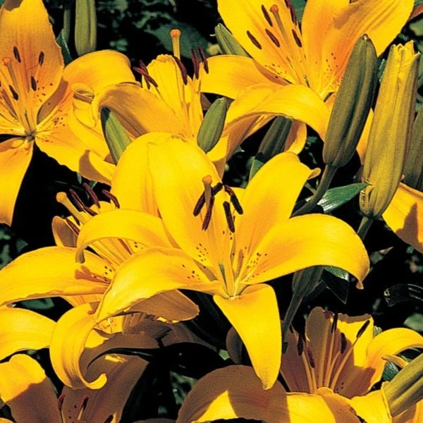 Lilium True Colors Mix For Naturalizing 8 Lilium True Colors Mix For Naturalizing - Image 8