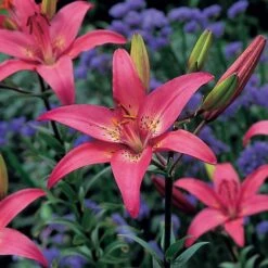 Lilium True Colors Mix For Naturalizing 19 Lilium True Colors Mix For Naturalizing -Verdelyn Sales x600 21529