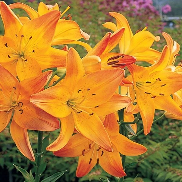 Lilium True Colors Mix For Naturalizing 10 Lilium True Colors Mix For Naturalizing - Image 10