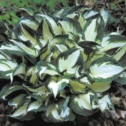 Hosta 'Fire And Ice' -Verdelyn Sales x600 21547
