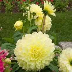 Dahlia 'Kelvin Floodlight' -Verdelyn Sales x600 21564