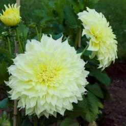 Dahlia 'Kelvin Floodlight' -Verdelyn Sales x600 21565